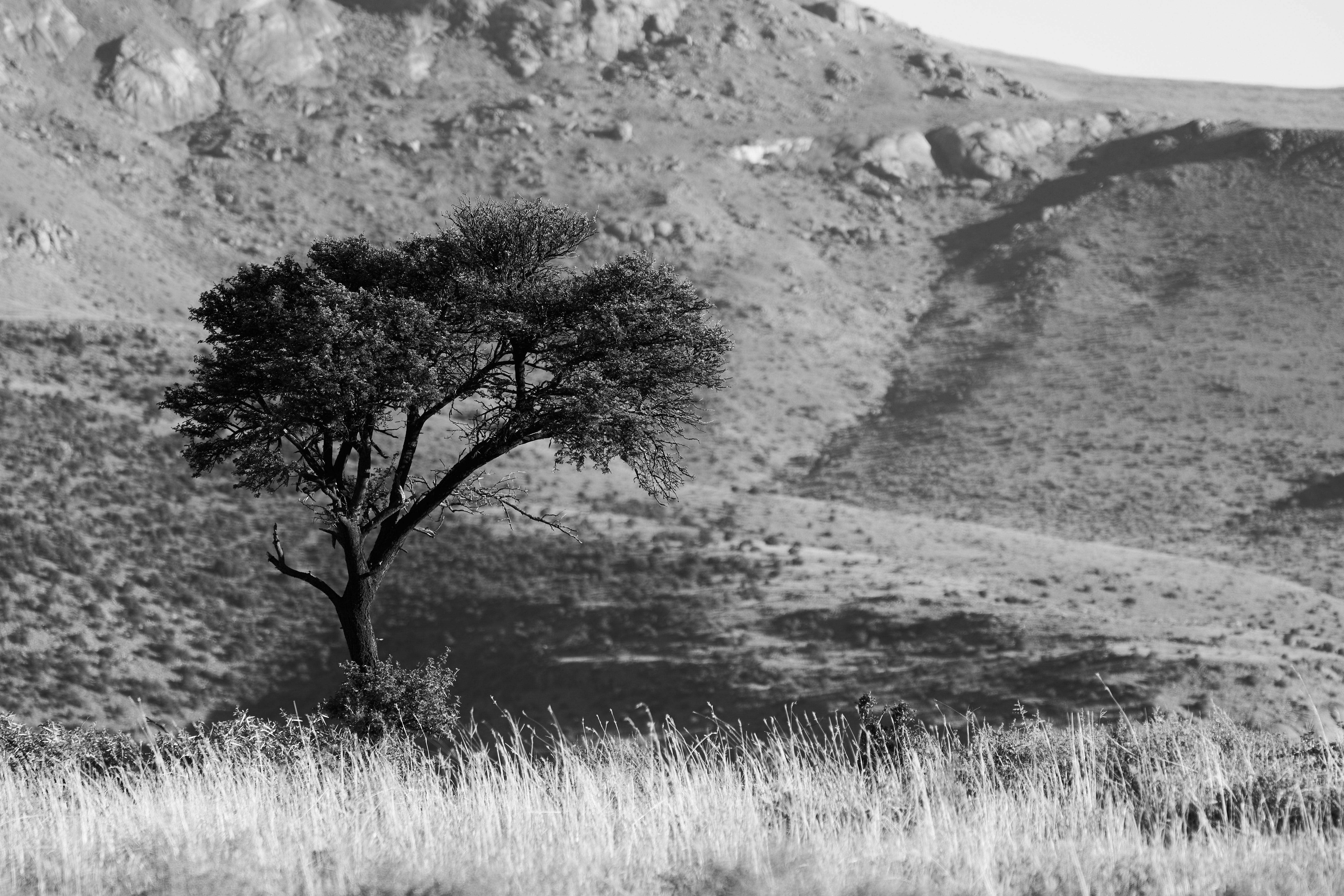 Photo by wolfgang_hasselmann