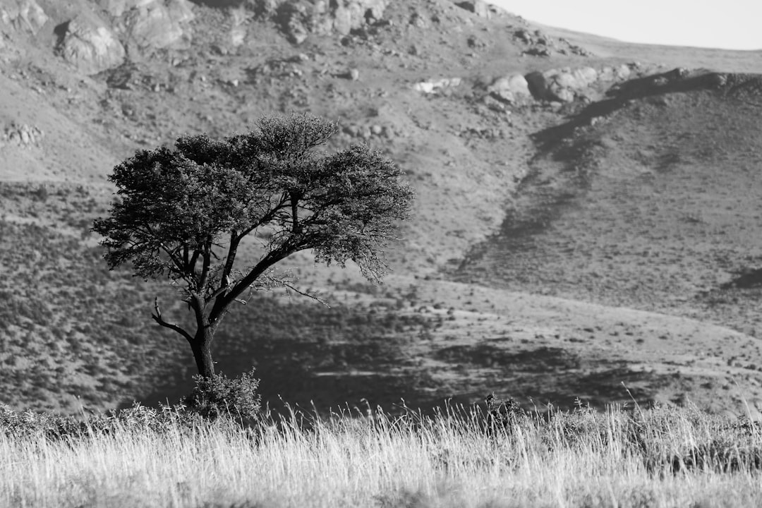 grayscale photo of tree on grass field