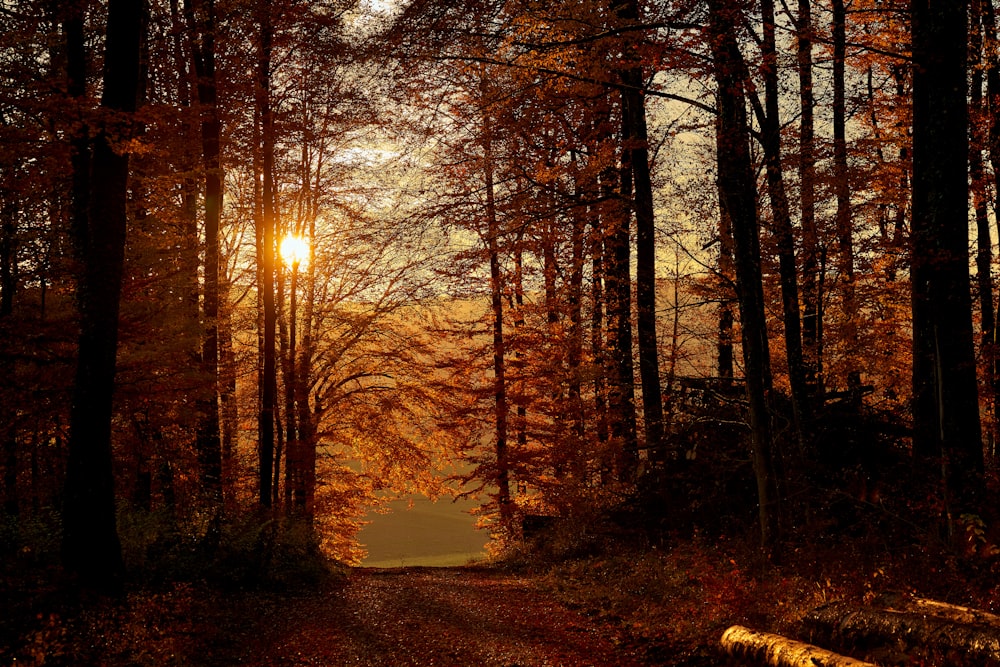 brown trees on green grass field during sunset