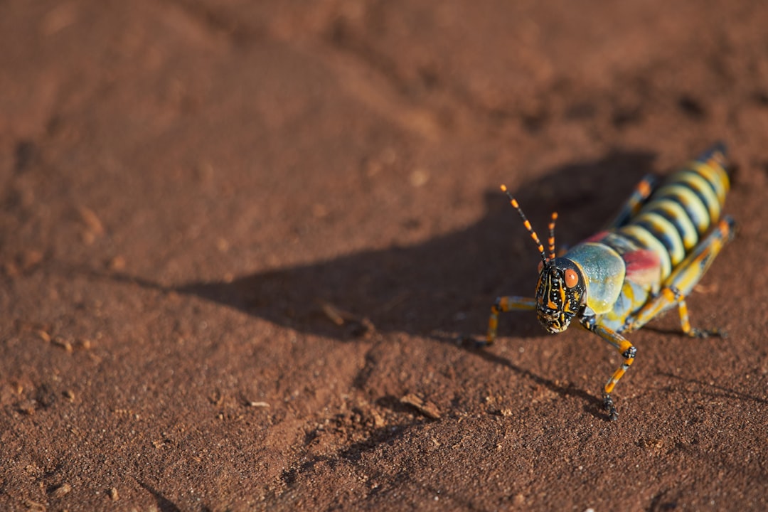 blue and yellow bug on brown soil