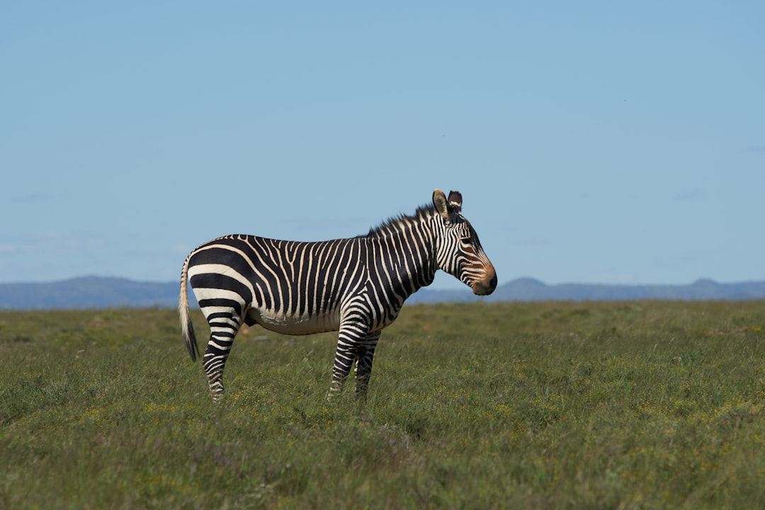 zebra standing on green grass field during daytime