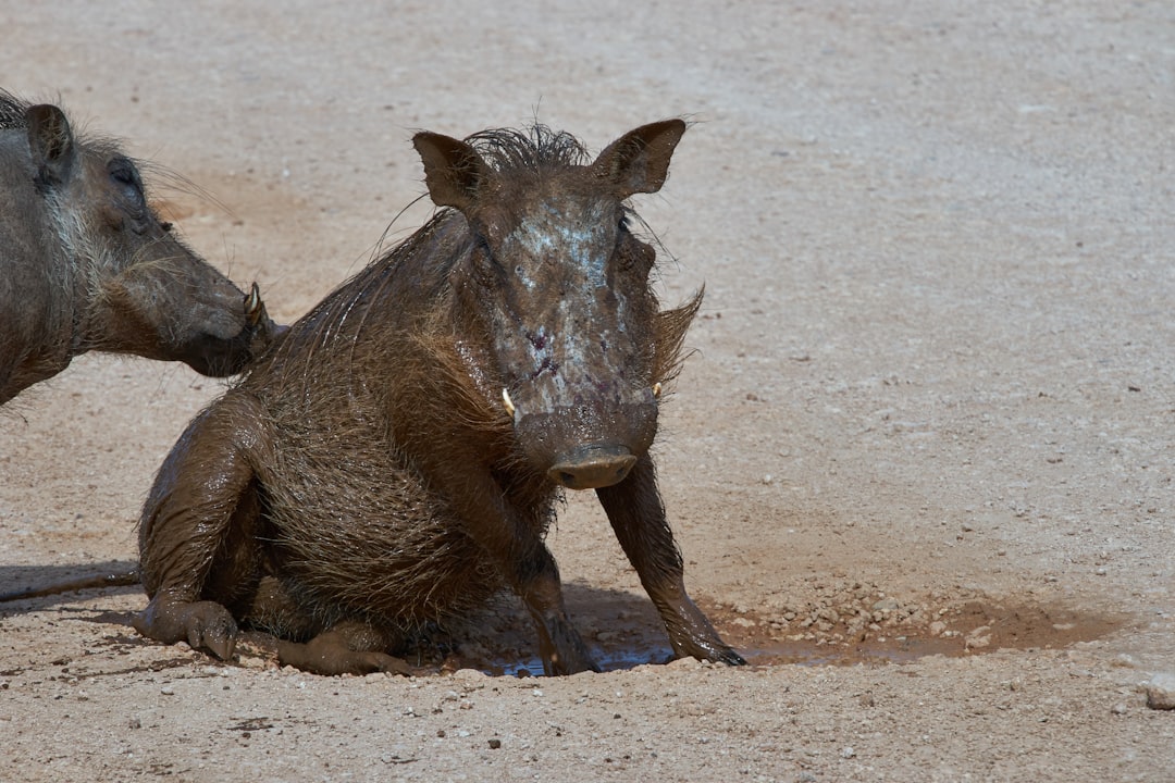 brown rhinoceros on brown sand during daytime