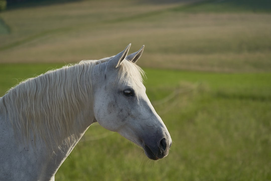 white horse on green grass field during daytime