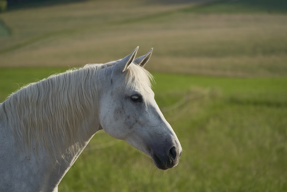 white horse on green grass field during daytime