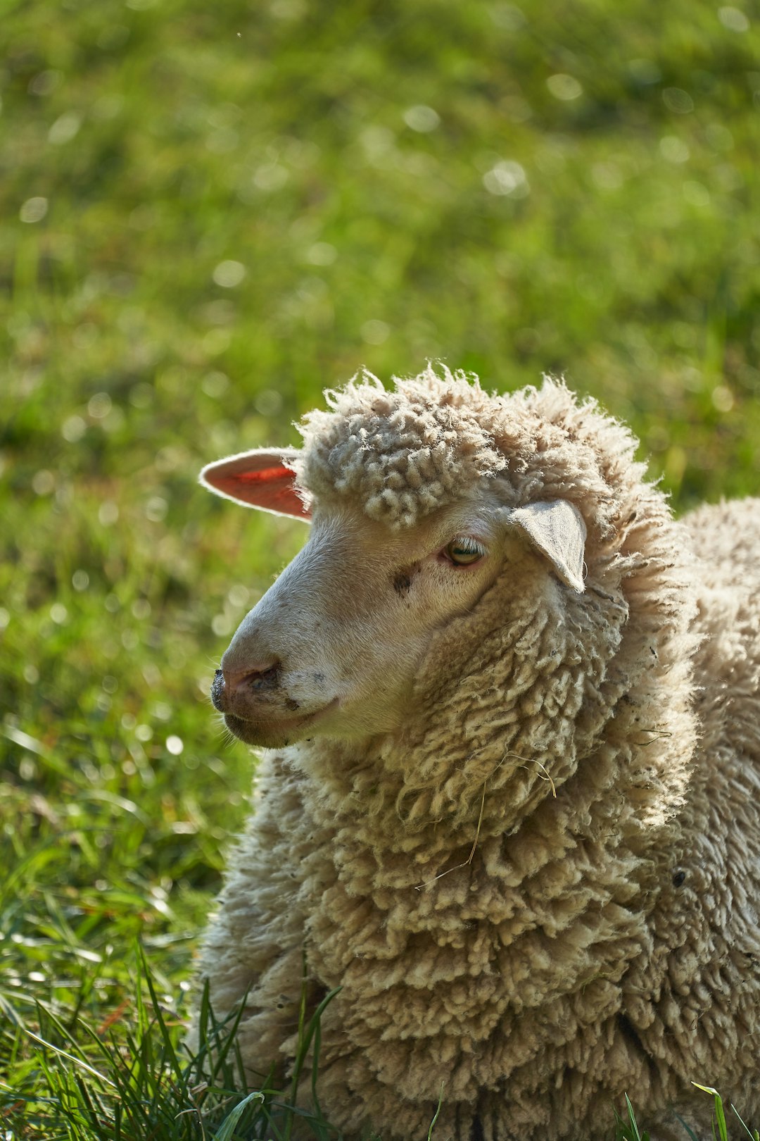 brown sheep on green grass during daytime