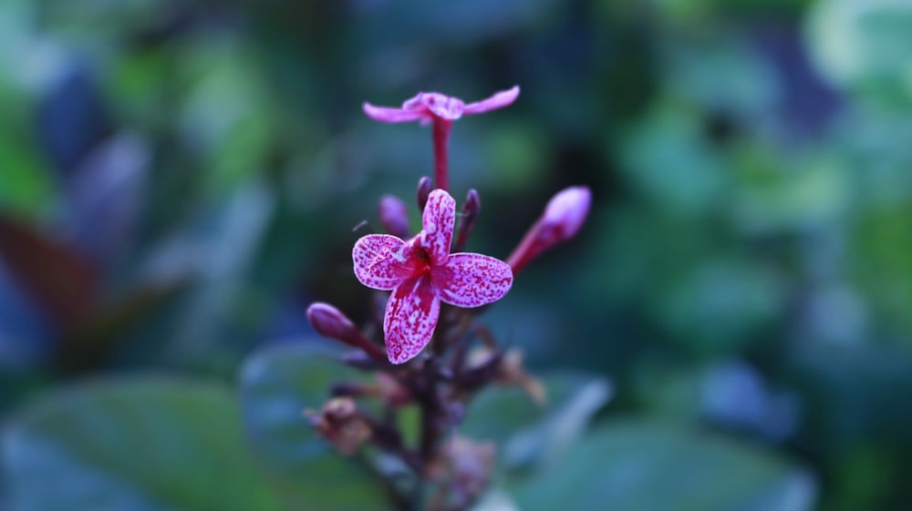 pink 5 petaled flower in bloom