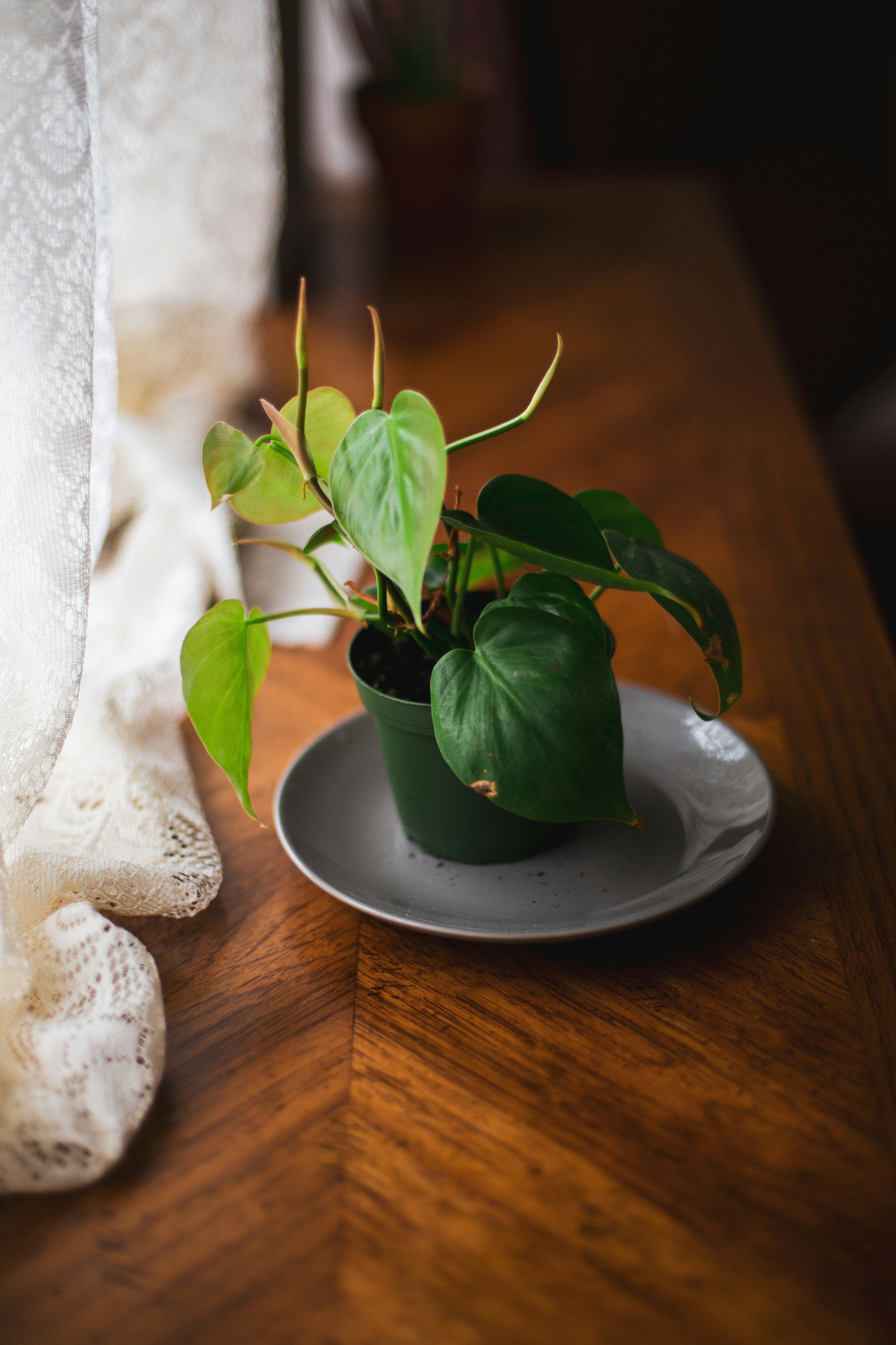 grüne Pflanze auf weißer Keramikplatte