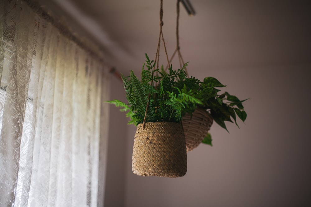 green plant on brown wicker pot