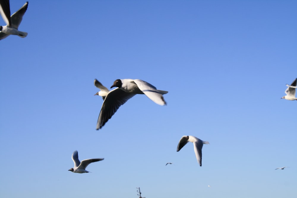 white and black birds flying under blue sky during daytime