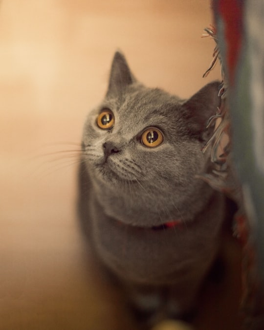 russian blue cat on brown textile in Yerevan Armenia