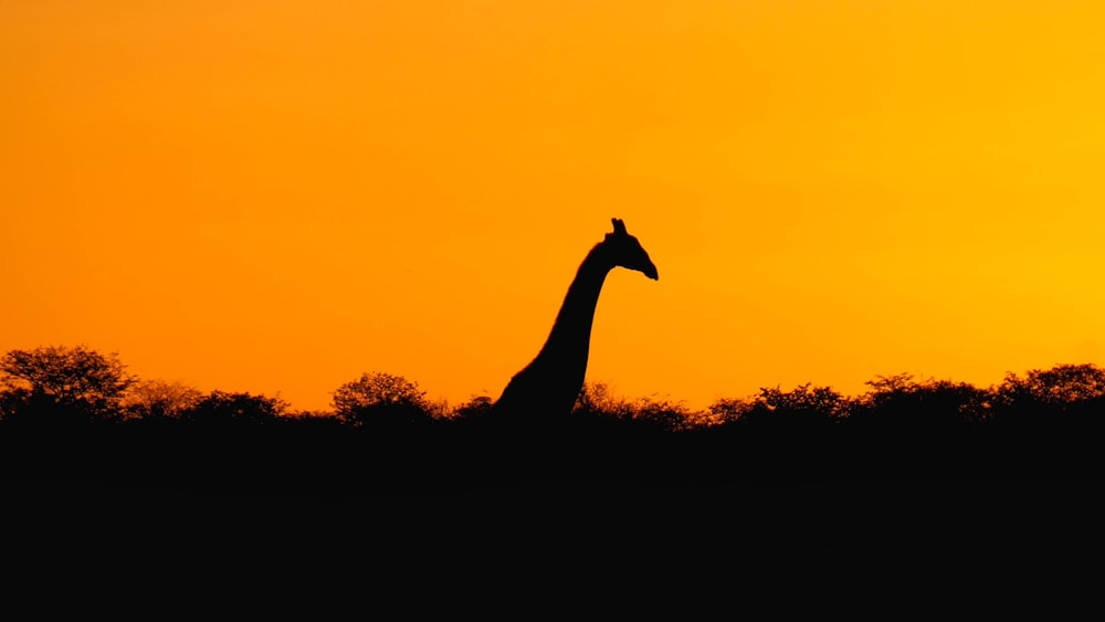 silhouette of giraffe during sunset