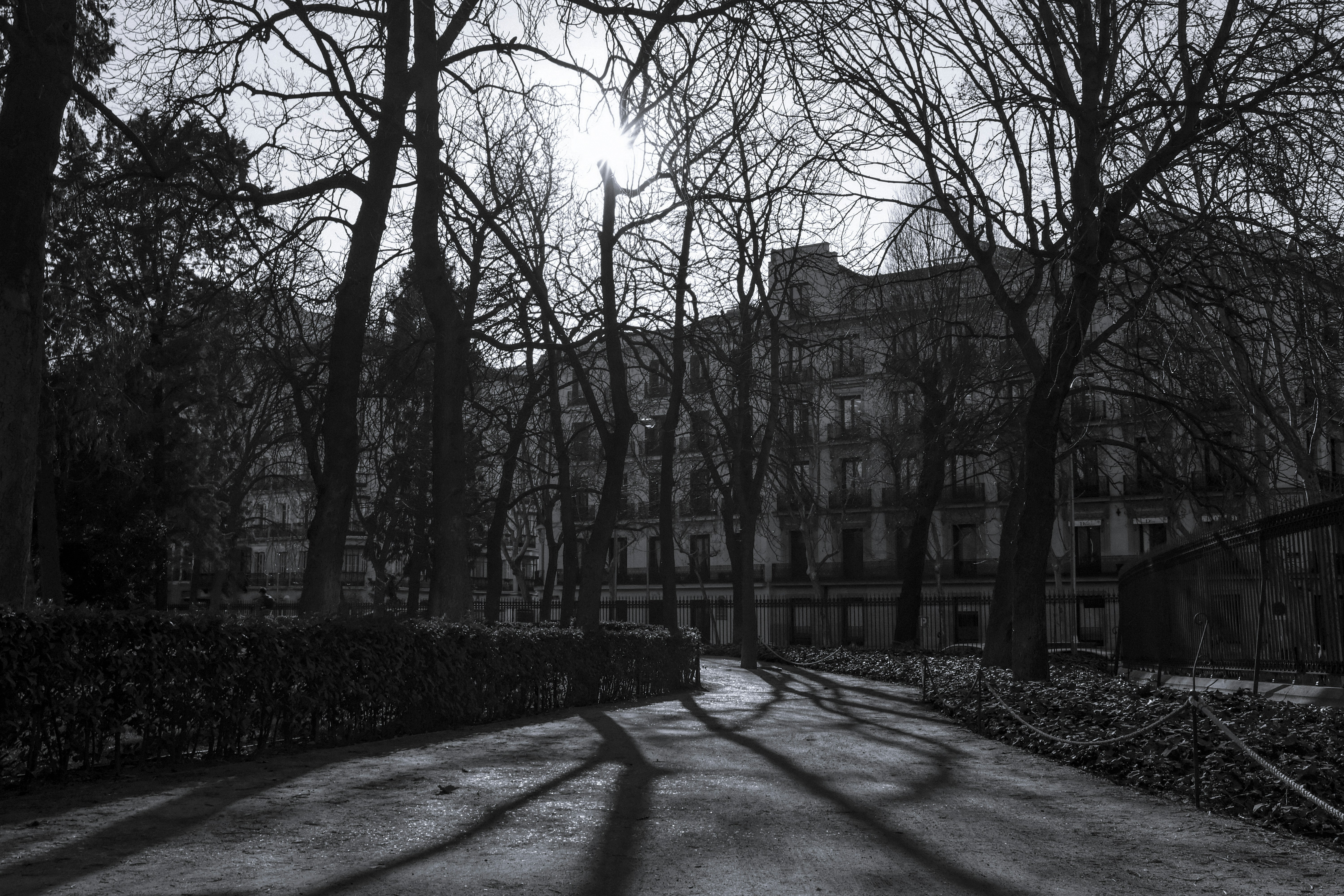 bare trees near brown concrete building during daytime