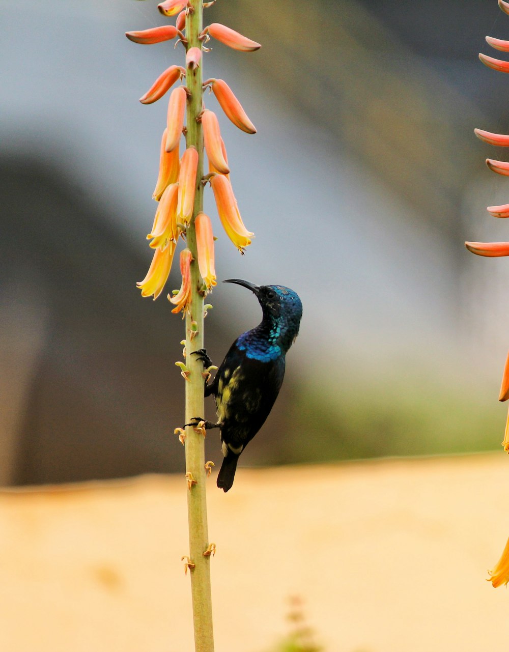 blue and black bird on yellow flower