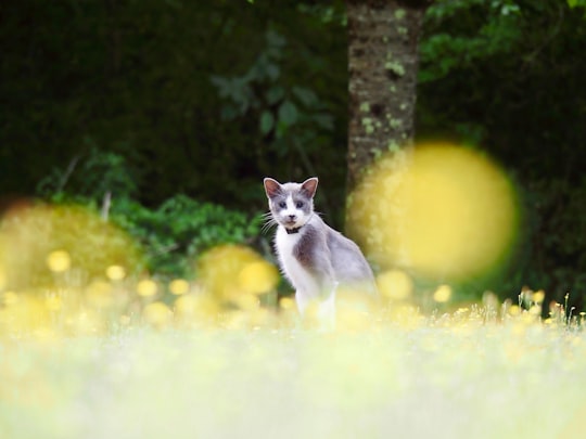 white and gray cat on green grass field in Cherves France