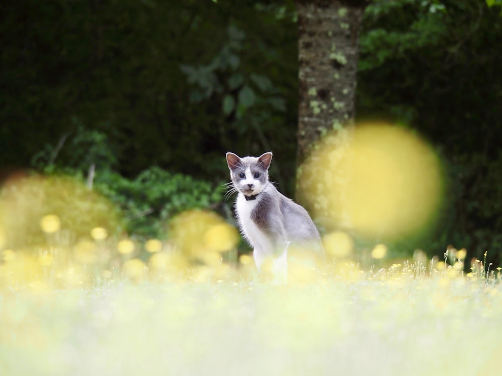 white and gray cat on green grass field