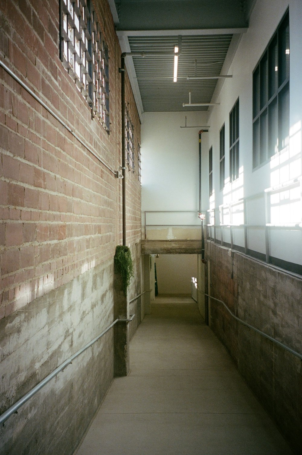 green plants on brown brick wall