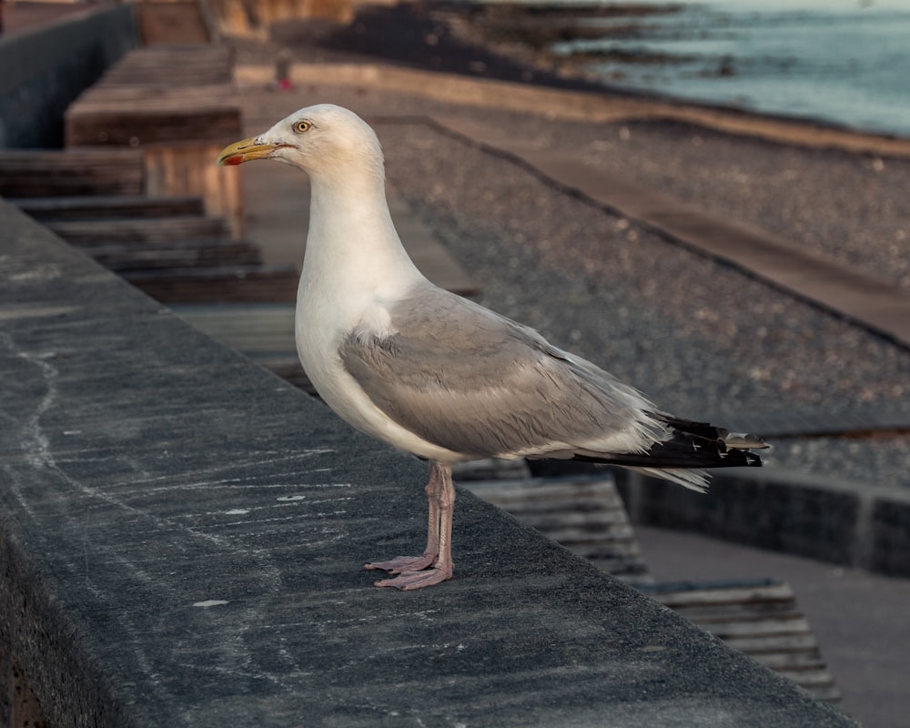 white and grey gull on grey concrete surface