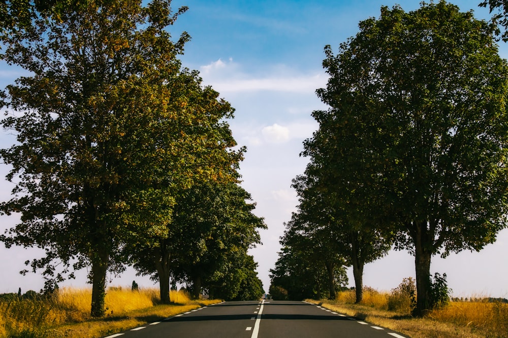 green trees beside gray concrete road during daytime