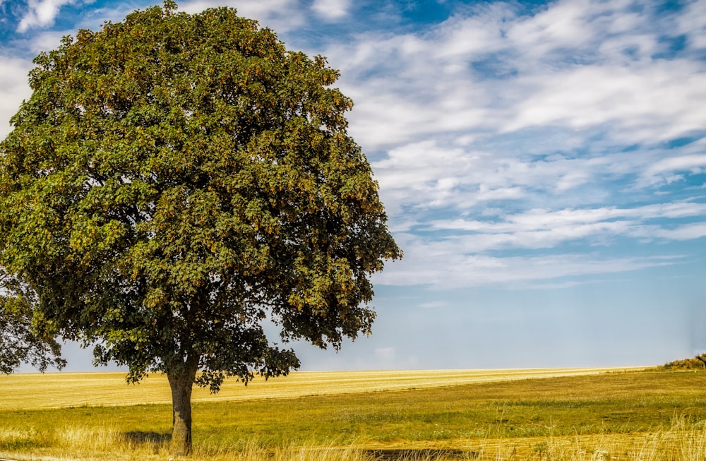 green tree on brown field under blue and white cloudy sky during daytime