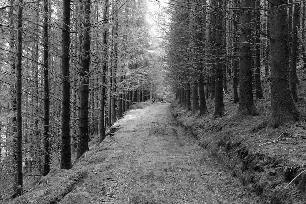 grayscale photo of pathway between trees