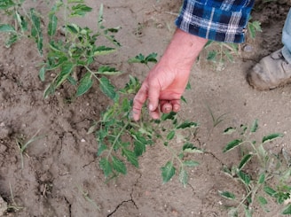 person holding green plant during daytime