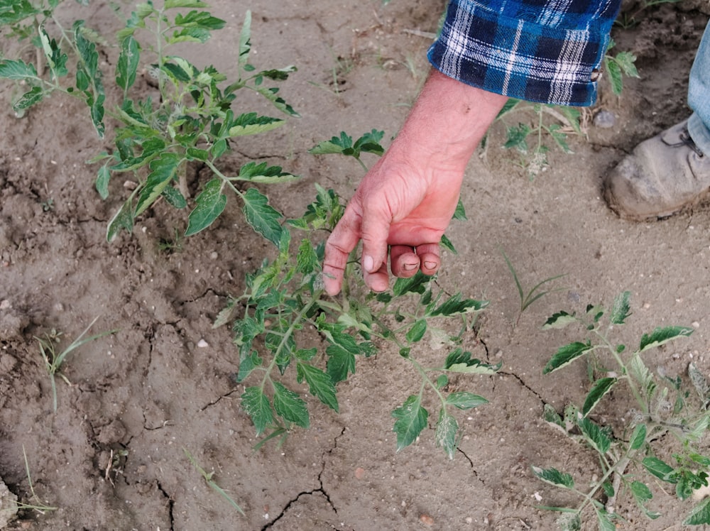 person holding green plant during daytime