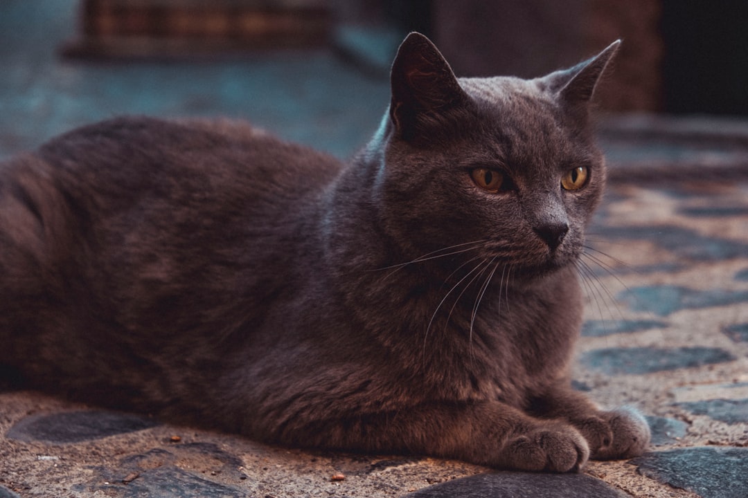 black cat on brown rock