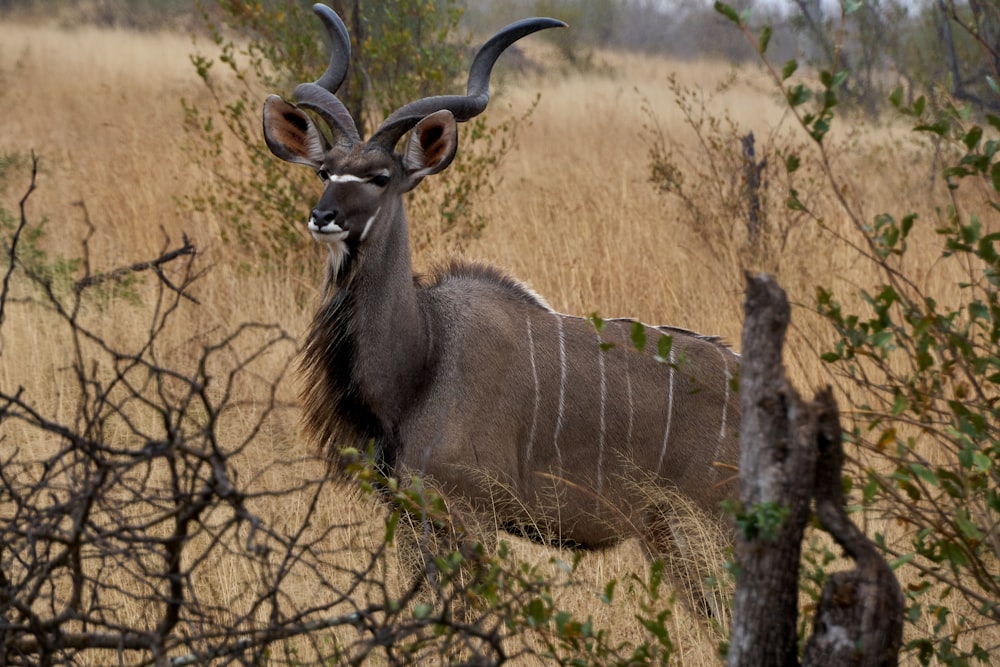 brown deer on brown grass field during daytime