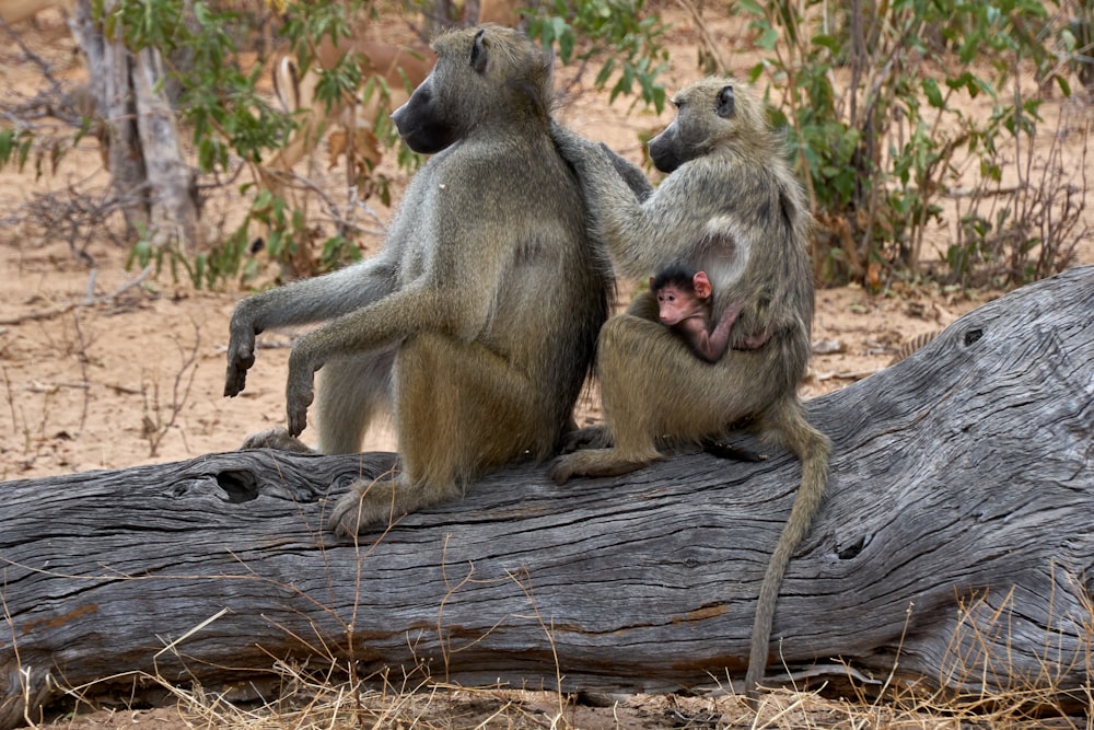 brown monkey on brown wooden log