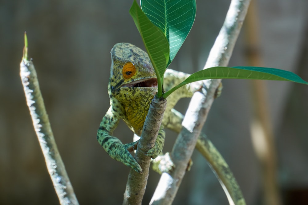 green and yellow bird on tree branch