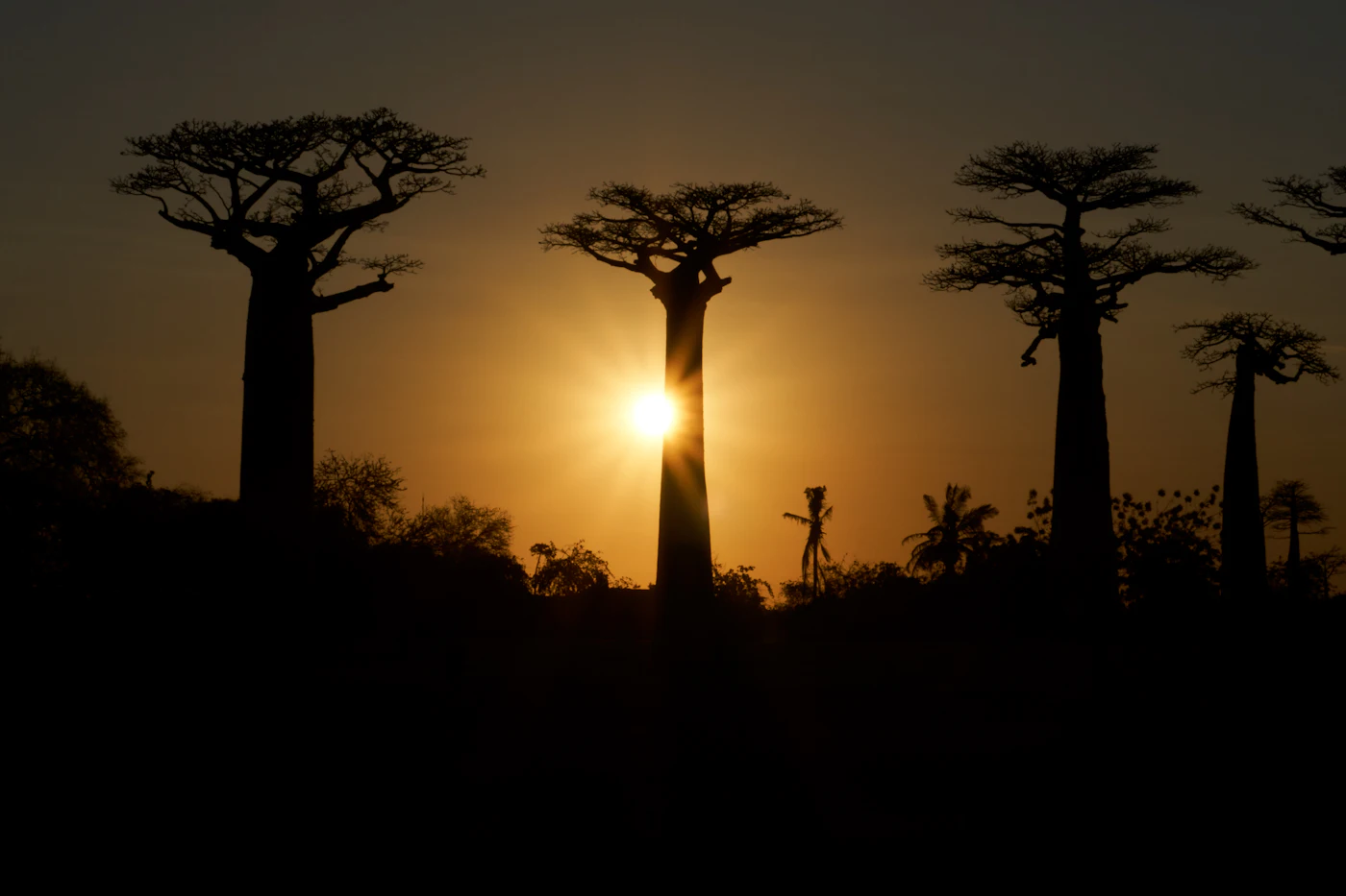 Die Baobab-Allee bei Morondava im Abendlicht