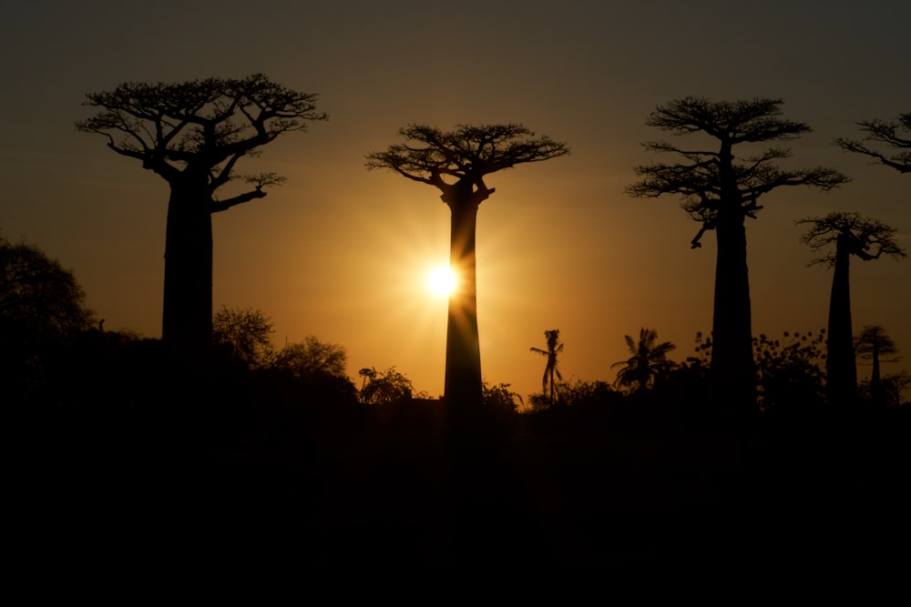 silhouette of trees during sunset