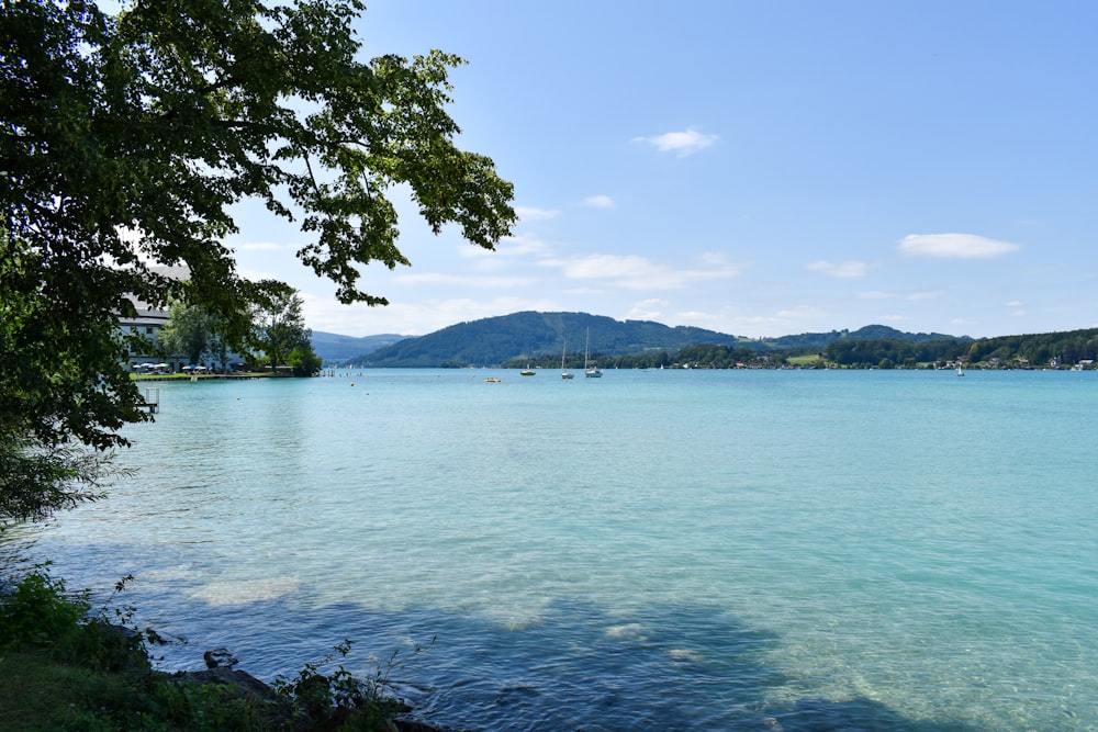 green trees near body of water during daytime