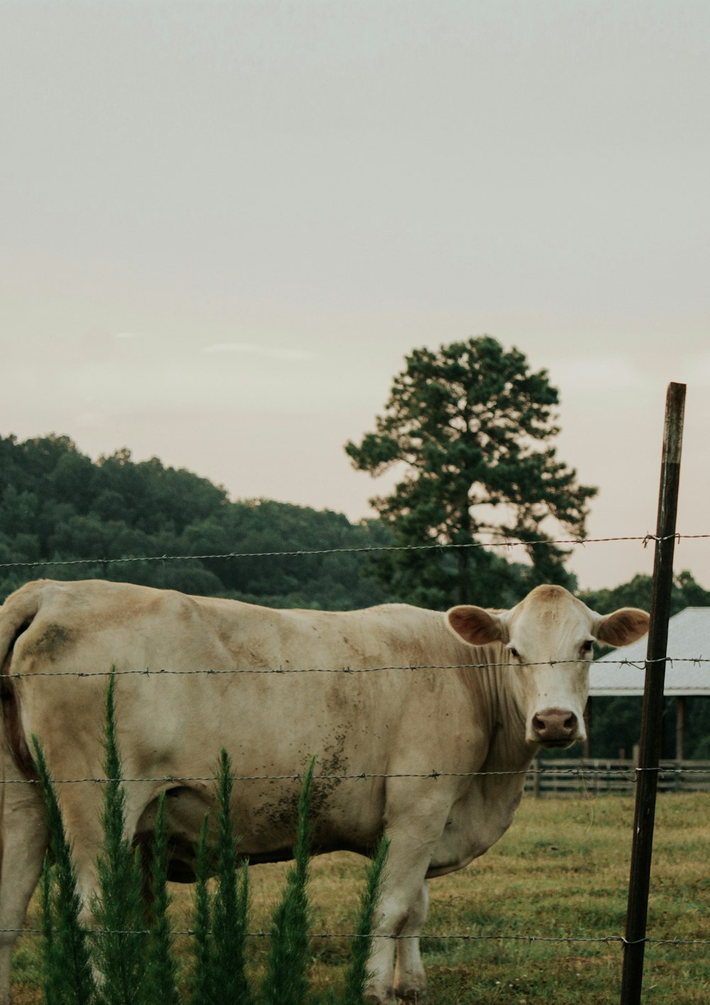 white and brown cow on green grass field during daytime