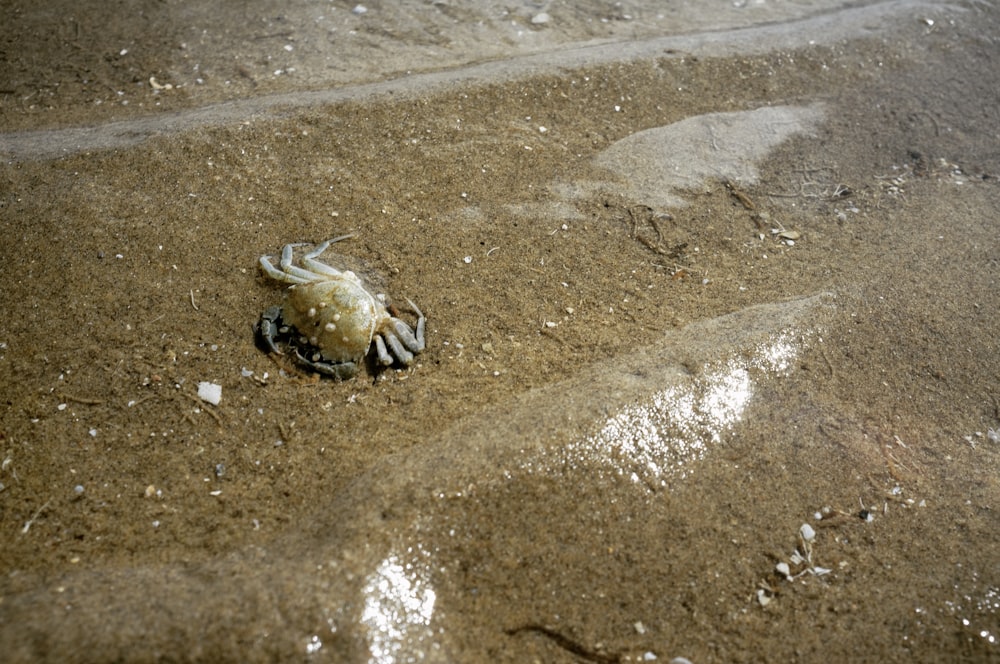 brown crab on brown sand