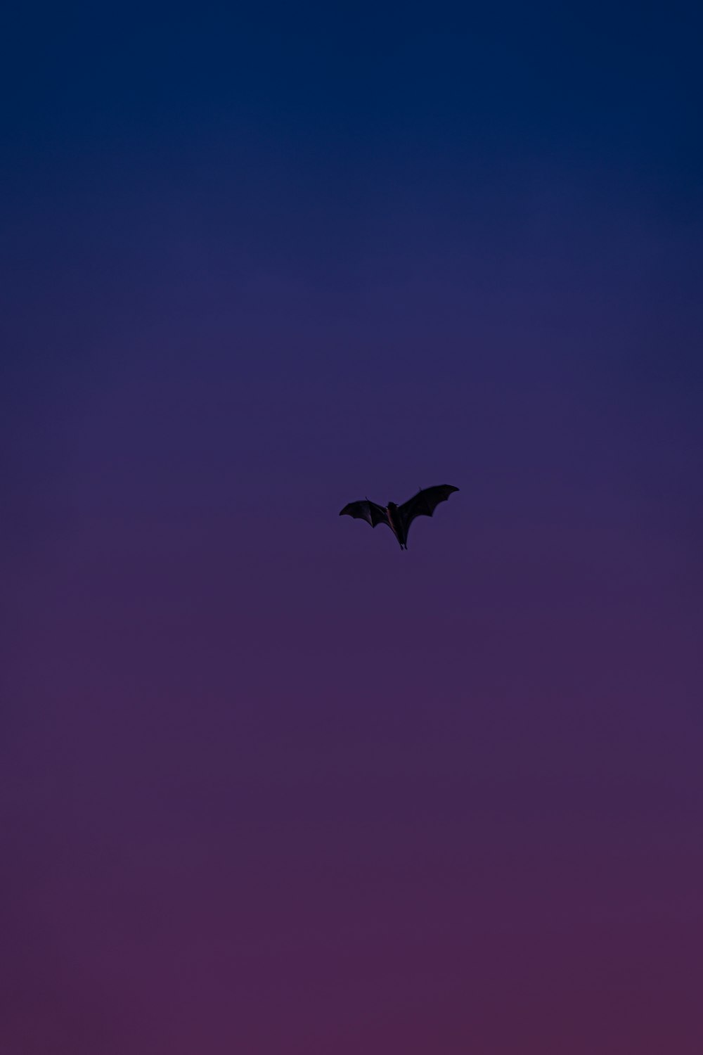 pájaro negro volando en el cielo