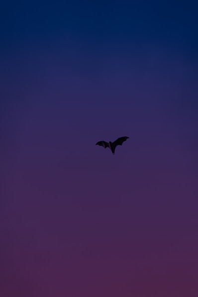 black bird flying in the sky