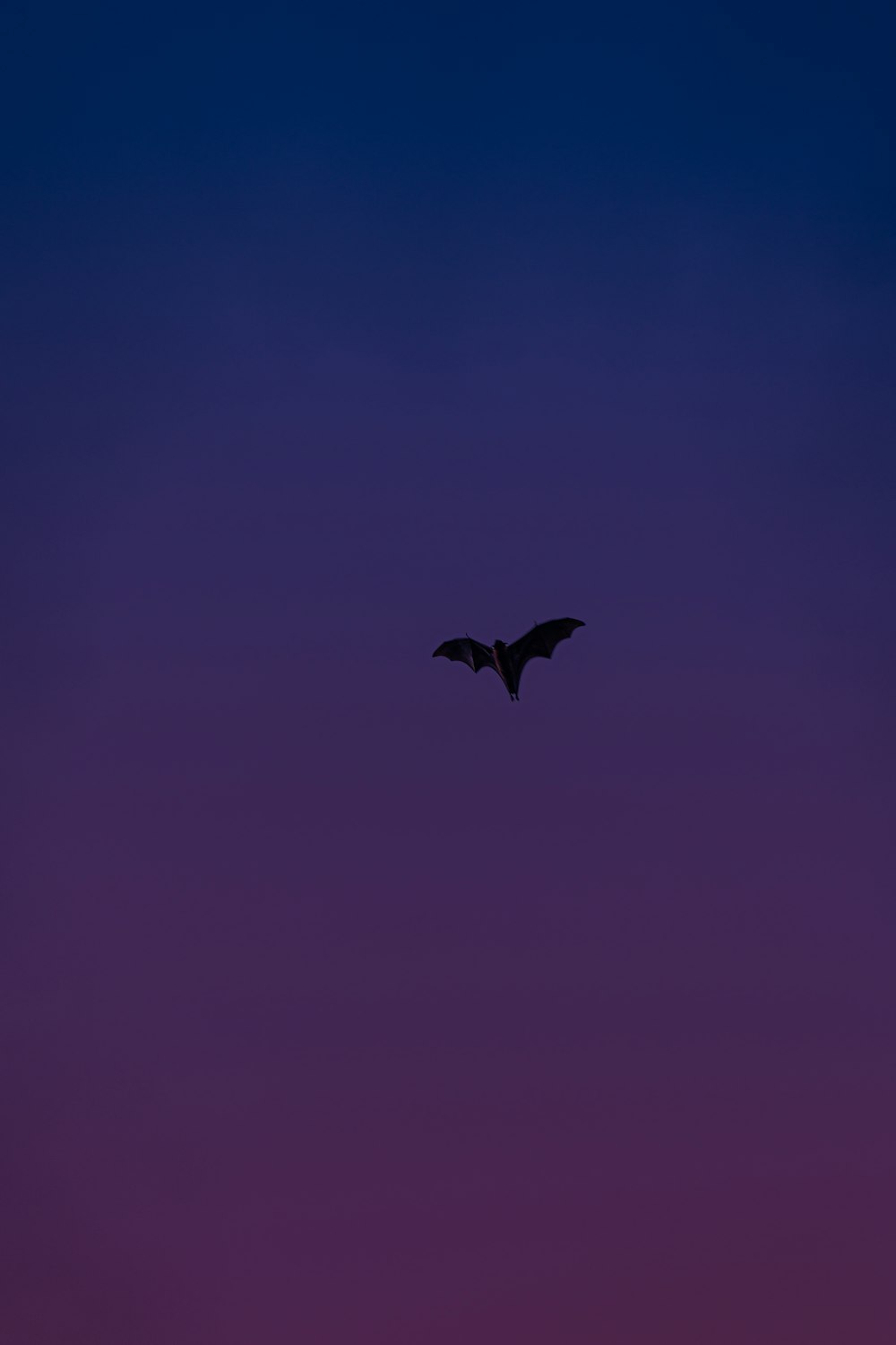 black bird flying in the sky