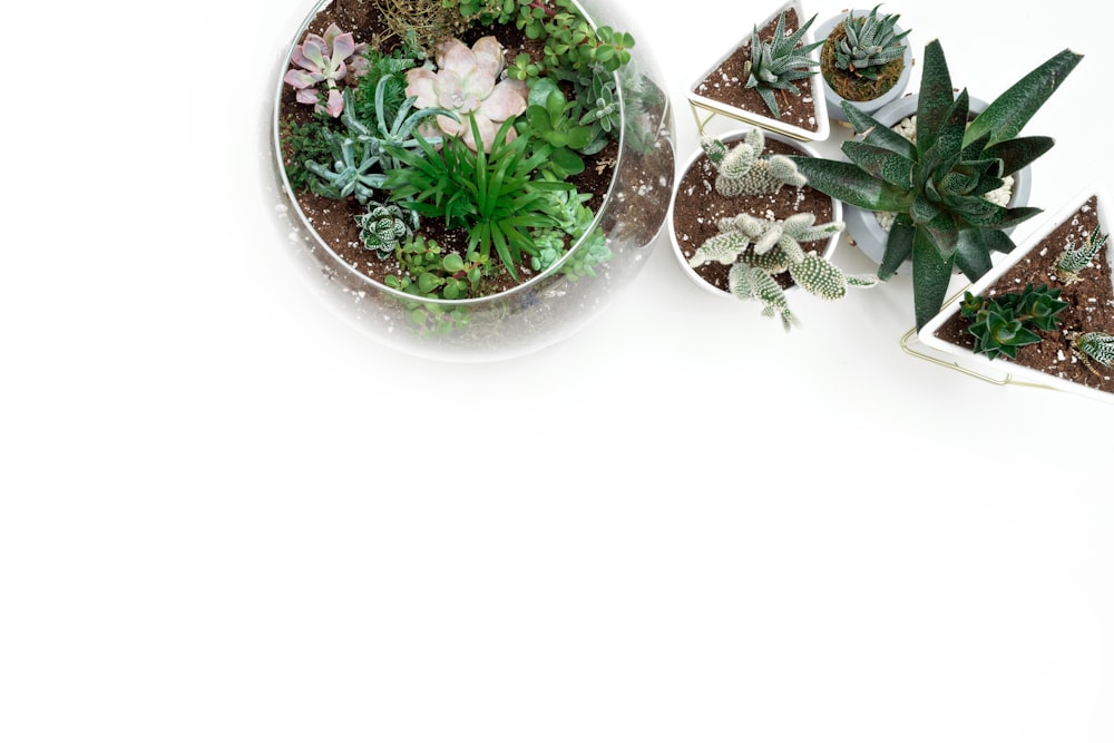 green plant on white ceramic pot