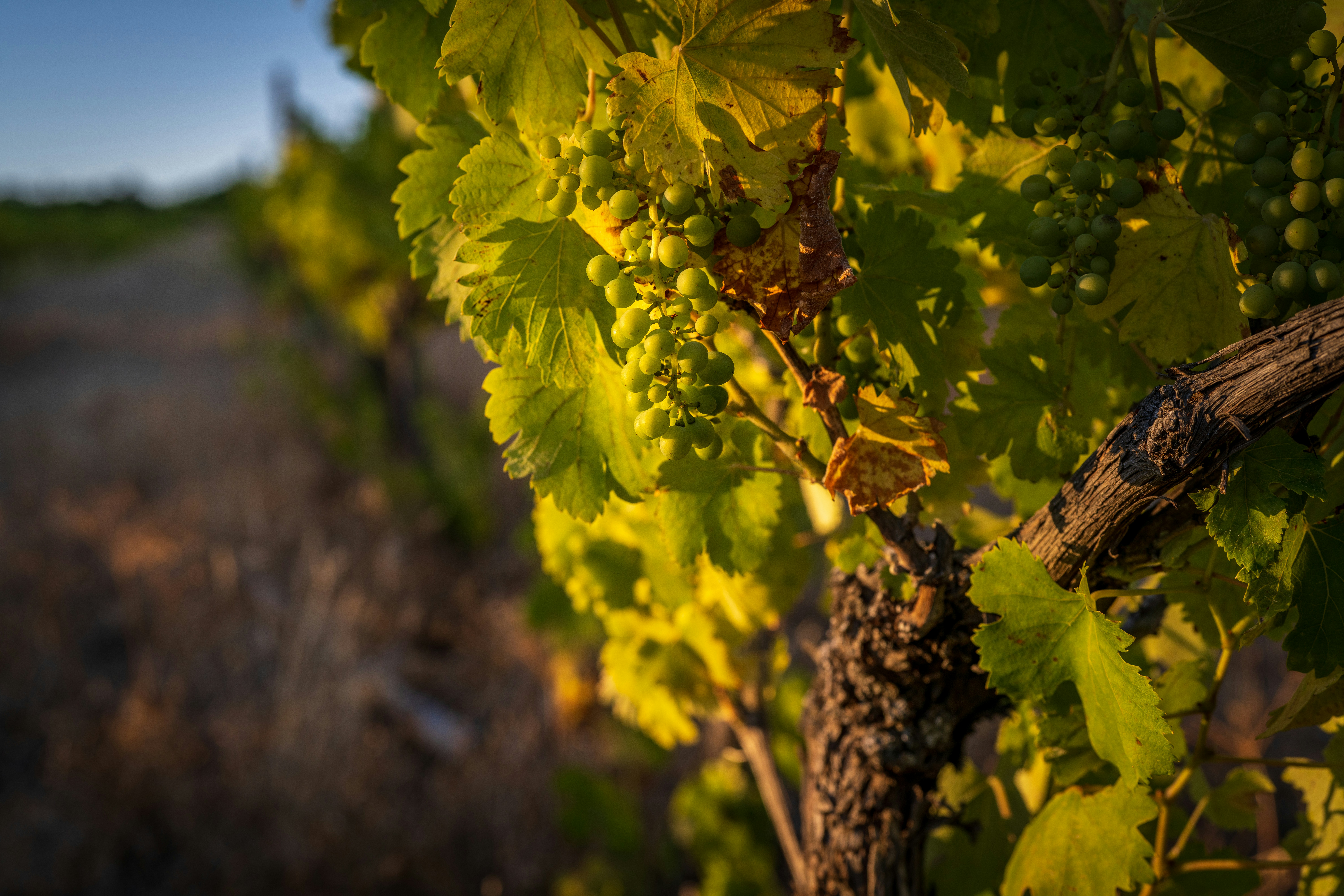 Photo by wanderingcrow