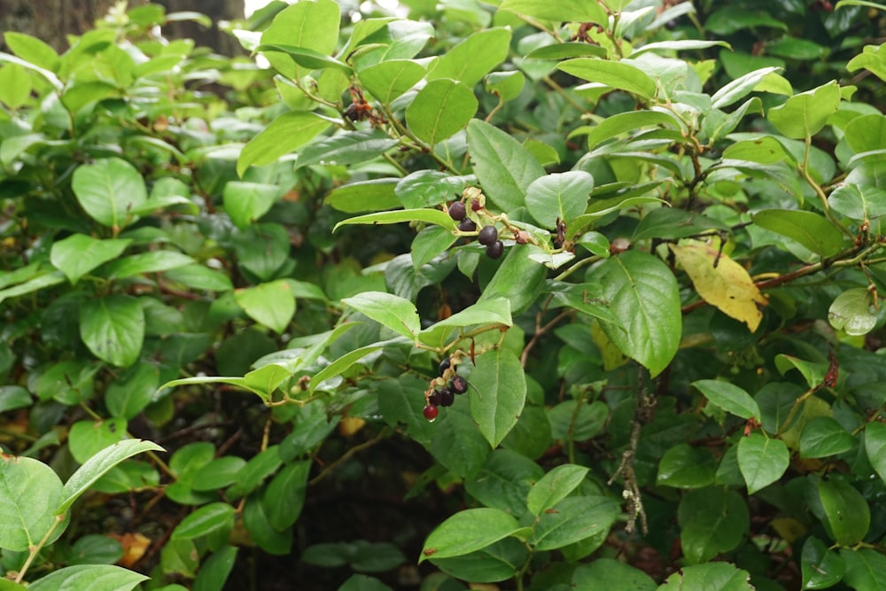 green leaves with green leaves