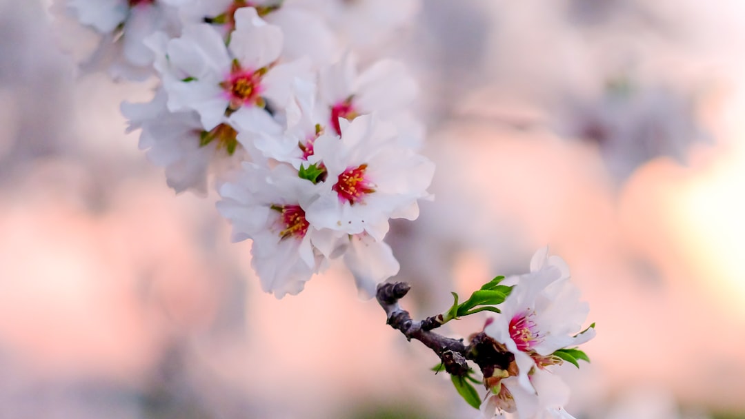 white and red cherry blossom in close up photography