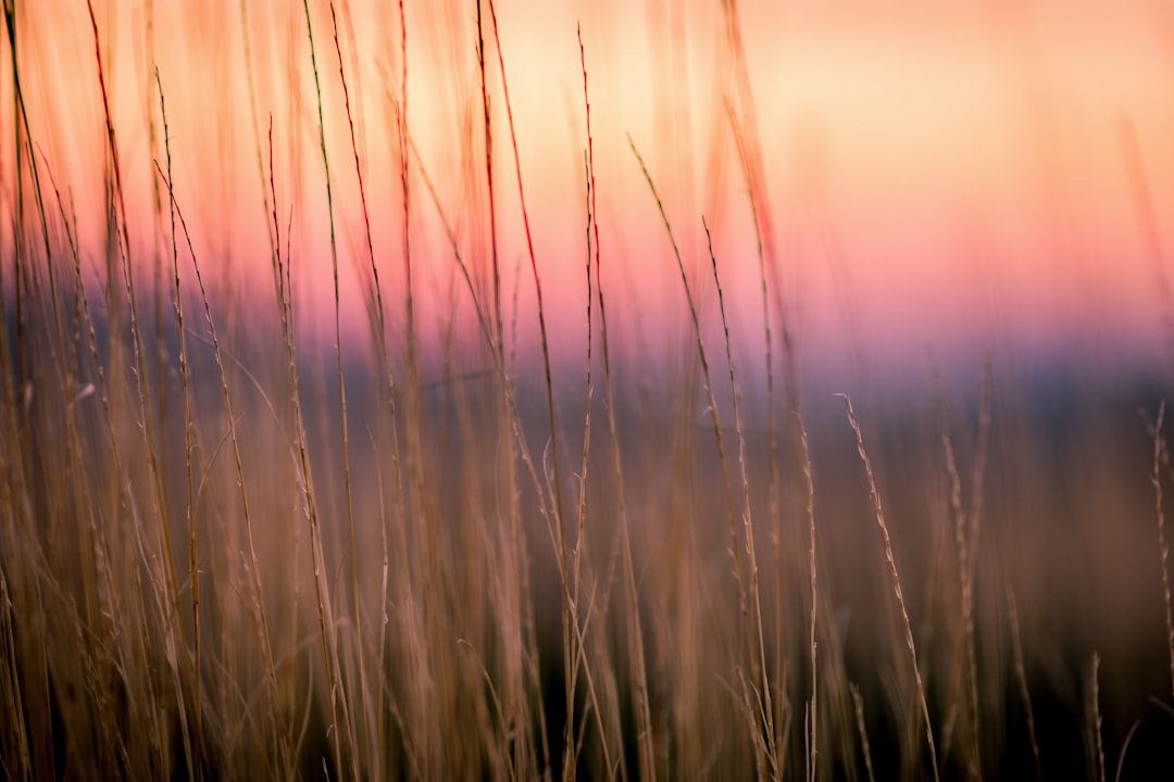 green grass field during sunset