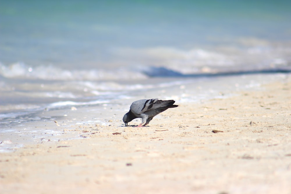 grey and white bird on brown sand near sea water during daytime