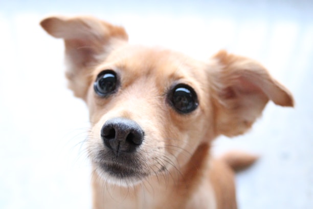 Close-up of a Papillon's expressive face with its distinctive butterfly-like ears.
