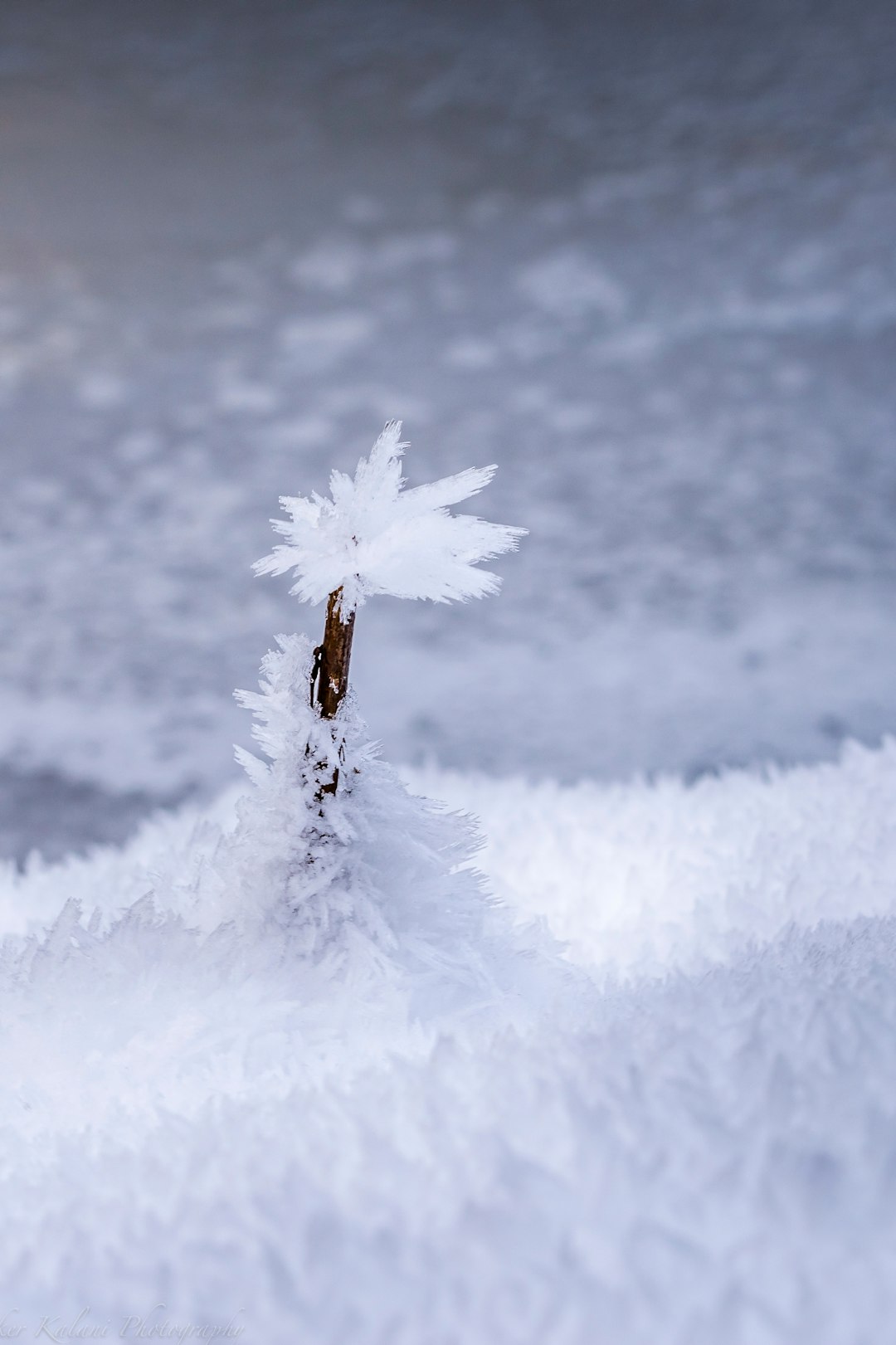 white and black feather on white snow