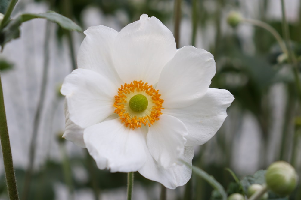 white flower in tilt shift lens