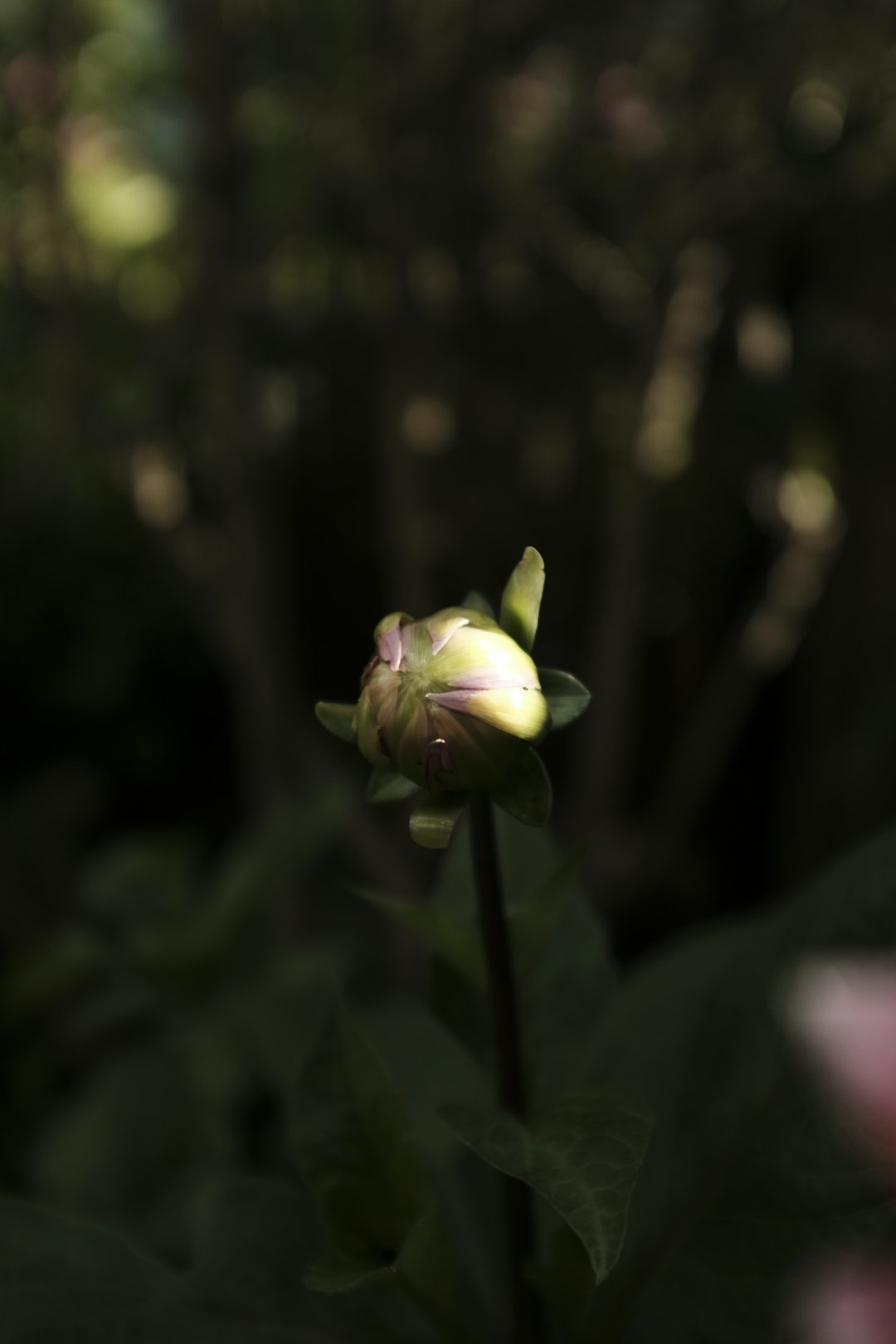 white and green flower in tilt shift lens
