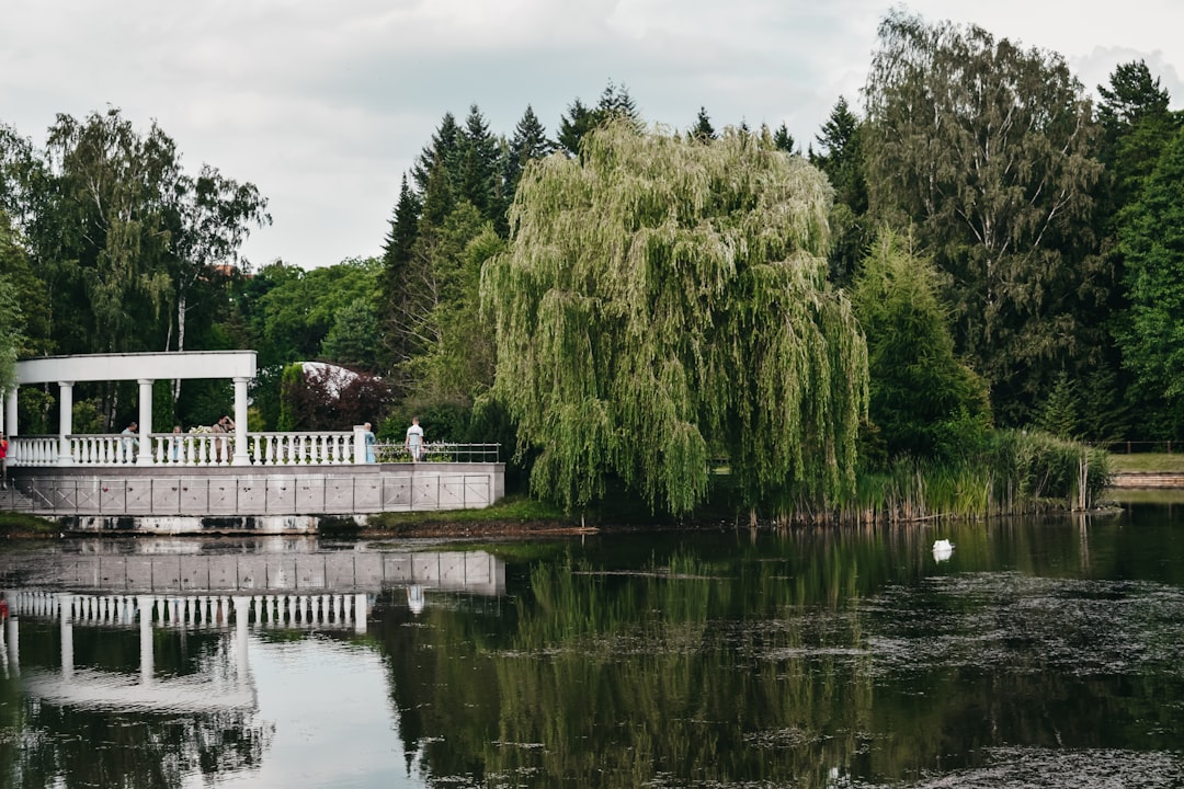 green trees beside body of water during daytime