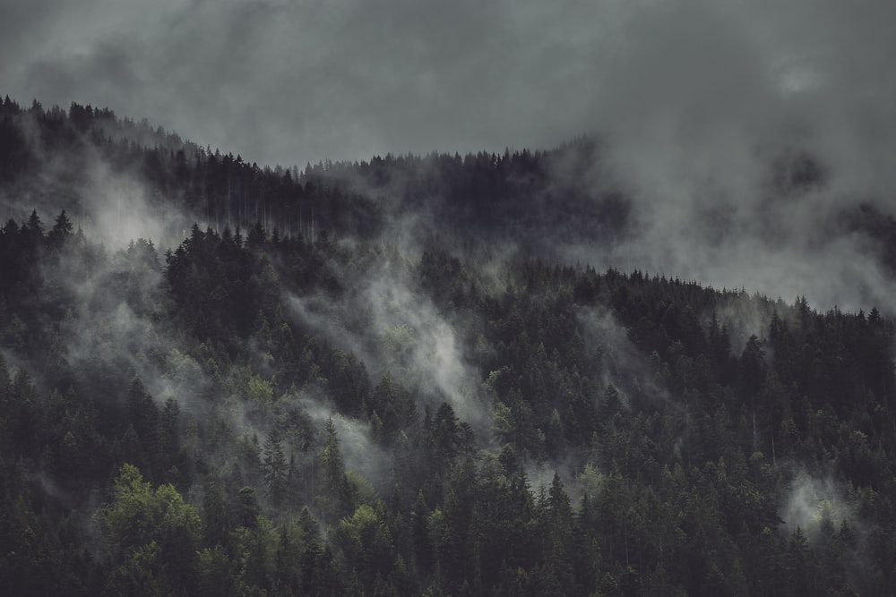 a mountain covered in fog with trees in the foreground